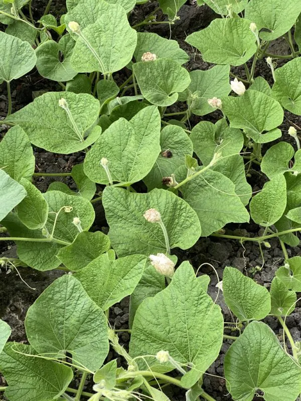 Lagenaria siceraria - Bottle gourd - Image 5