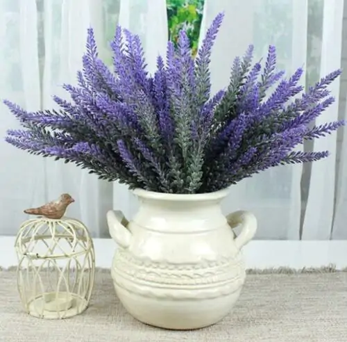 Lavandula lanata 'Boiss' / Lavandula tomentosa - Woolly Lavender