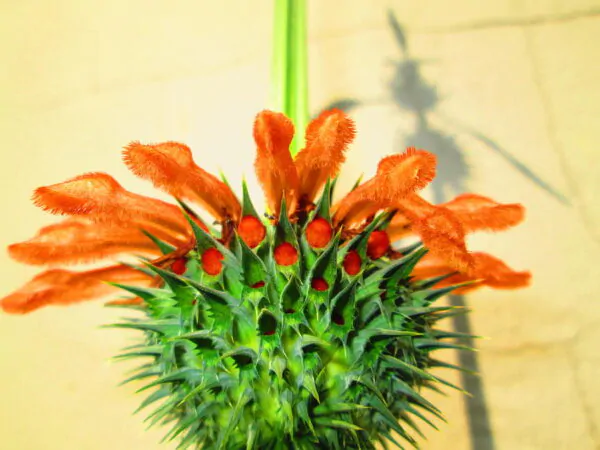 Leonotis leonurus - Lion's Tail, Wild Dagga - Image 8