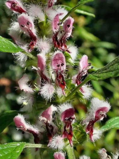 Leonurus cardiaca - Heart Balm, Motherweed, Motherwort, Lion Rubber, Heart Agripalma - Image 3