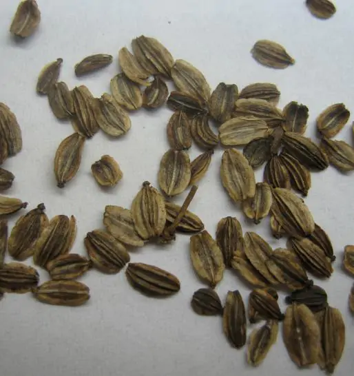 Levisticum officinale - Levistico, liveche, lovage, maggi herb, ligustic leaves - Image 2