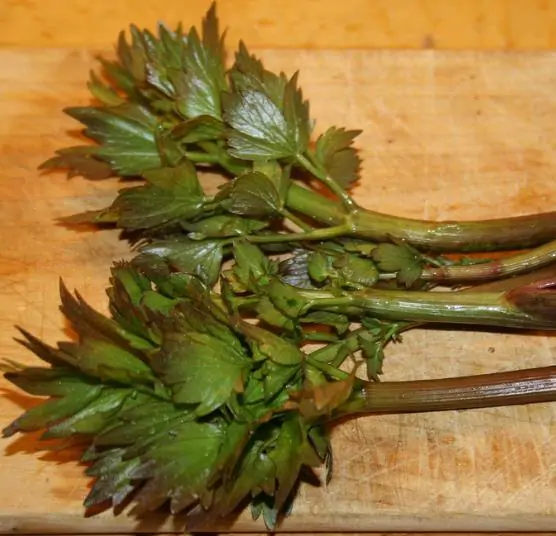 Levisticum officinale - Levistico, liveche, lovage, maggi herb, ligustic leaves - Image 3