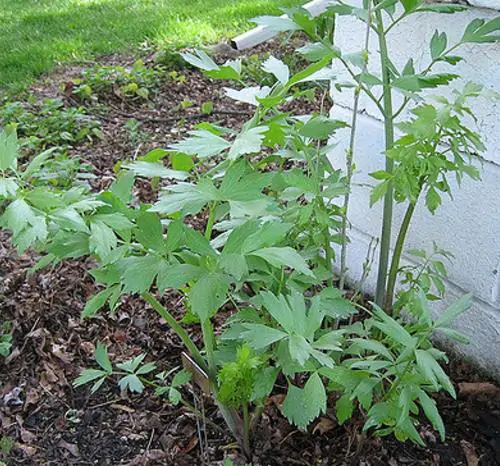 Levisticum officinale - Levistico, liveche, lovage, maggi herb, ligustic leaves - Image 5