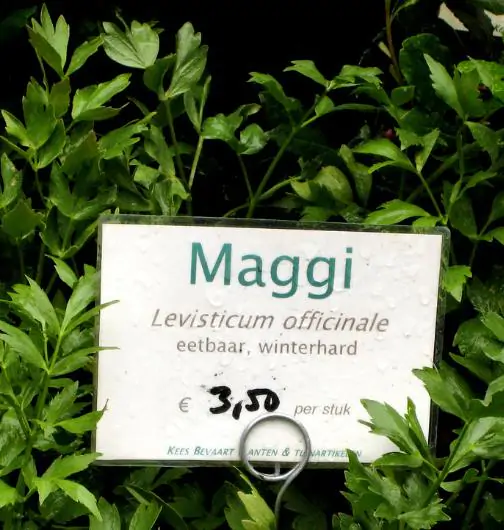 Levisticum officinale - Levistico, liveche, lovage, maggi herb, ligustic leaves - Image 6