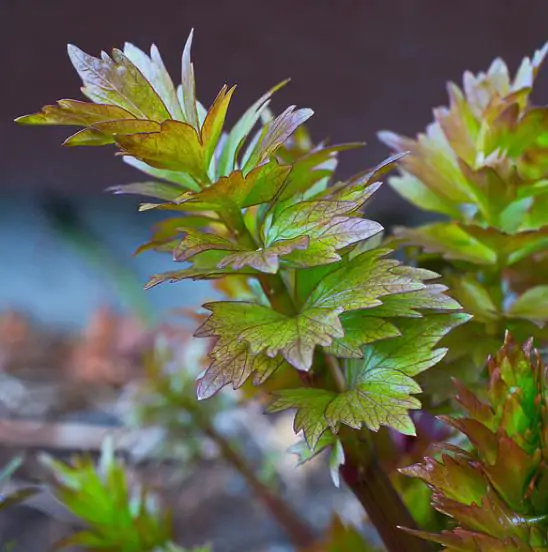 Levisticum officinale - Levistico, liveche, lovage, maggi herb, ligustic leaves - Image 10