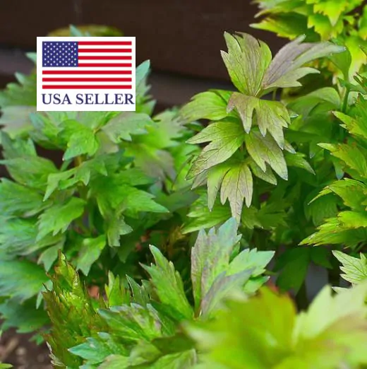 Levisticum officinale - Levistico, liveche, lovage, maggi herb, ligustic leaves - Image 11