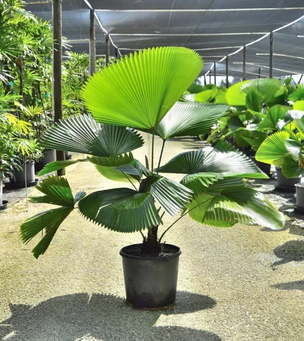 Licuala grandis / Pritchardia grandis - Ruffled Fan Palm, Vanuatu Fan Palm, Palas Palm