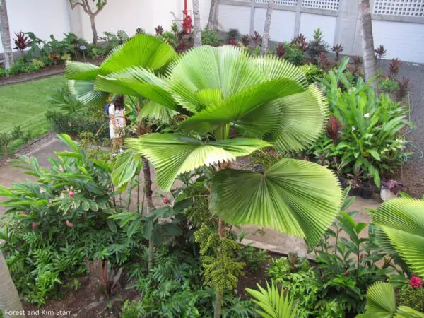 Licuala grandis / Pritchardia grandis - Ruffled Fan Palm, Vanuatu Fan Palm, Palas Palm - Image 4