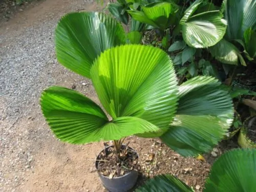 Licuala grandis / Pritchardia grandis - Ruffled Fan Palm, Vanuatu Fan Palm, Palas Palm - Image 7