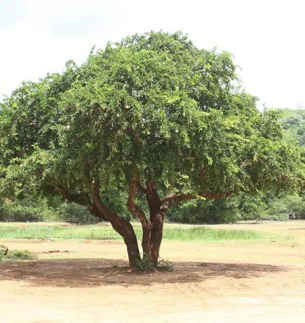 Limonia acidissima - Wood Apple, Elephant Apple - Image 2