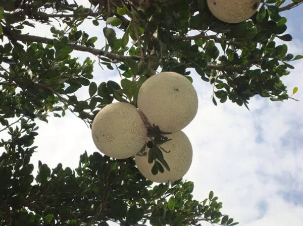 Limonia acidissima - Wood Apple, Elephant Apple - Image 3