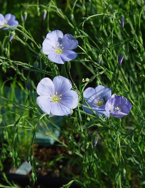 Linum usitatissimum - Flax, Linho, Lino, Saatlein - Image 10