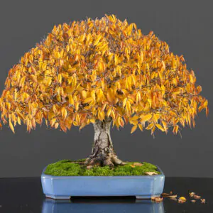 Liquidambar styraciflua - Liquidamber, sweet-gum