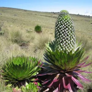Lobelia gregoriana ssp. gregorian / Lobelia deckenii ssp. keniensis - Giant lobelia, lobelia gin tonic, lobelia tree