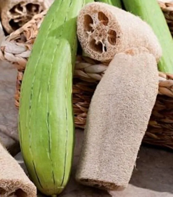 Luffa cylindrica / Luffa aegyptiaca / Cucurbita luffa / Momordica cylindrica - Loofah, Sponge Gourd, Vegetable Sponge, Egyptian Cucumber, Vietnamese Luffa - Image 6