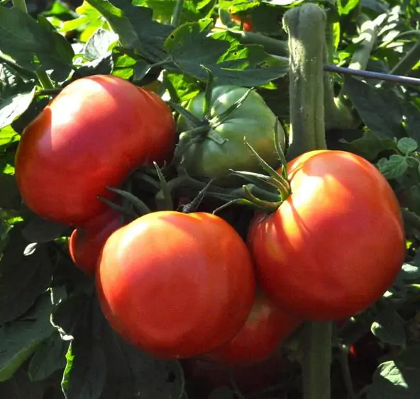 Solanum lycopersicum / Lycopersicon esculentum - Rose Bern, Rose Bern Tomato - Image 3
