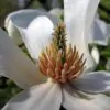 Magnolia kobus var. borealis - Baleal Magnolia, champa, Japanese magnolia, kobushi magnolia, magnolia borealis