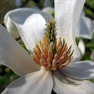 Magnolia kobus var. borealis - Baleal Magnolia, champa, Japanese magnolia, kobushi magnolia, magnolia borealis
