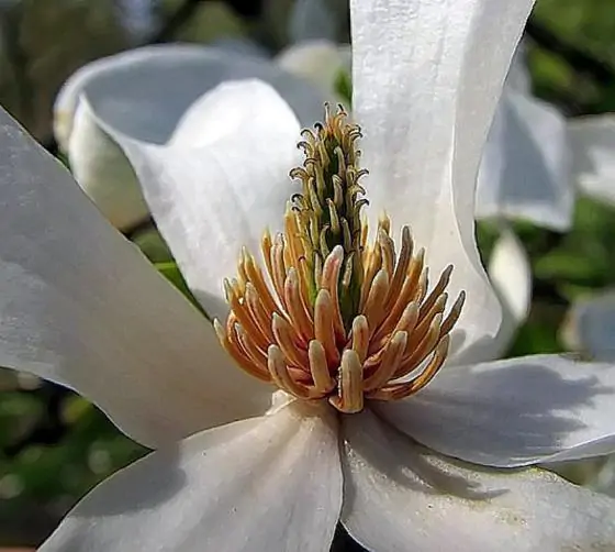 Magnolia kobus var. borealis - Baleal Magnolia, champa, Japanese magnolia, kobushi magnolia, magnolia borealis
