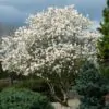 Magnolia kobus var. borealis - Baleal Magnolia, champa, Japanese magnolia, kobushi magnolia, magnolia borealis - Image 3