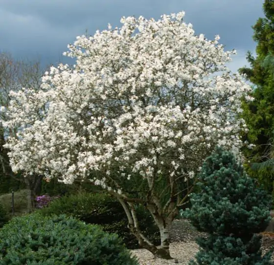 Magnolia kobus var. borealis - Baleal Magnolia, champa, Japanese magnolia, kobushi magnolia, magnolia borealis - Image 3