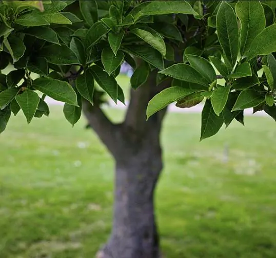 Magnolia kobus var. borealis - Baleal Magnolia, champa, Japanese magnolia, kobushi magnolia, magnolia borealis - Image 4