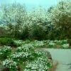 Magnolia kobus var. borealis - Baleal Magnolia, champa, Japanese magnolia, kobushi magnolia, magnolia borealis - Image 5