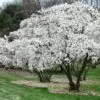 Magnolia kobus var. borealis - Baleal Magnolia, champa, Japanese magnolia, kobushi magnolia, magnolia borealis - Image 6