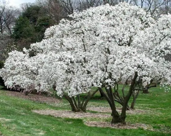 Magnolia kobus var. borealis - Baleal Magnolia, champa, Japanese magnolia, kobushi magnolia, magnolia borealis - Image 6