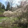 Magnolia kobus var. borealis - Baleal Magnolia, champa, Japanese magnolia, kobushi magnolia, magnolia borealis - Image 7