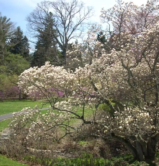 Magnolia kobus var. borealis - Baleal Magnolia, champa, Japanese magnolia, kobushi magnolia, magnolia borealis - Image 7