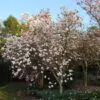 Magnolia kobus var. borealis - Baleal Magnolia, champa, Japanese magnolia, kobushi magnolia, magnolia borealis - Image 8