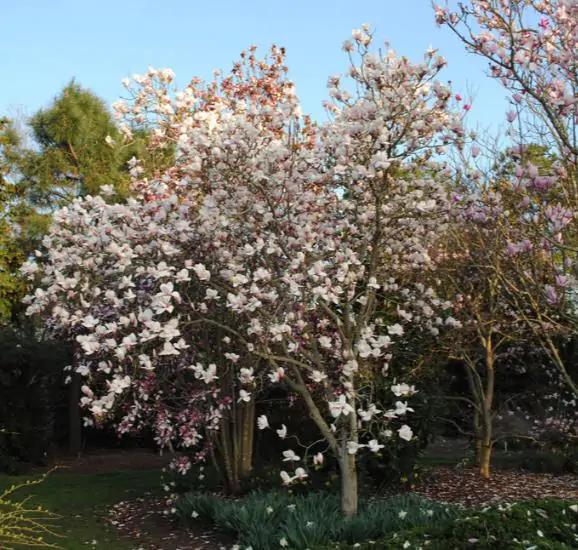 Magnolia kobus var. borealis - Baleal Magnolia, champa, Japanese magnolia, kobushi magnolia, magnolia borealis - Image 8