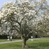 Magnolia kobus var. borealis - Baleal Magnolia, champa, Japanese magnolia, kobushi magnolia, magnolia borealis - Image 10