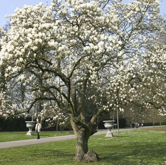 Magnolia kobus var. borealis - Baleal Magnolia, champa, Japanese magnolia, kobushi magnolia, magnolia borealis - Image 10