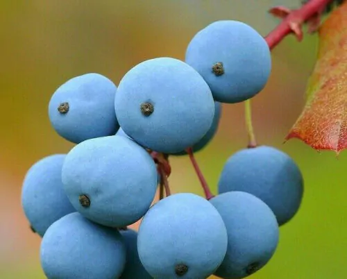 Mahonia aquifolium - Oregon grape - Image 6