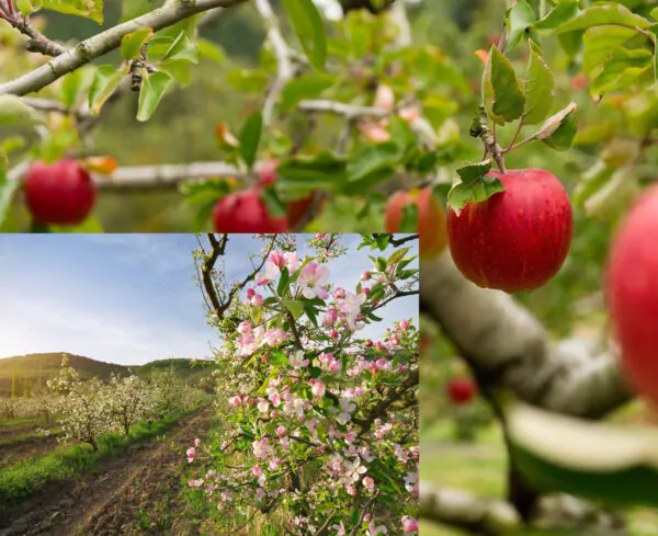 Malus domestica - Kashmir Apple