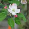Malus domestica - Kashmir Apple - Image 2