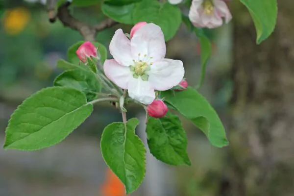 Malus domestica - Kashmir Apple - Image 2