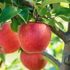 Malus domestica - Kashmir Apple - Image 3
