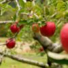 Malus domestica - Kashmir Apple - Image 4