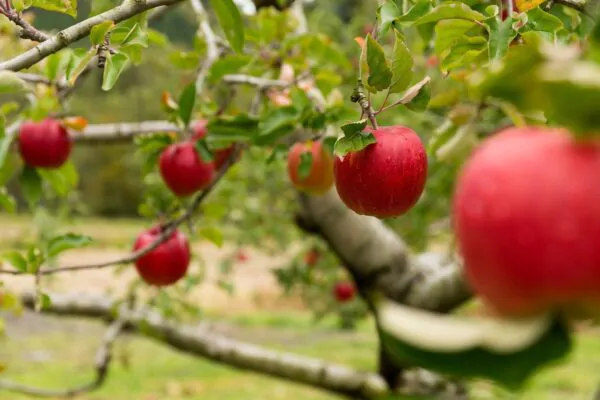 Malus domestica - Kashmir Apple - Image 4