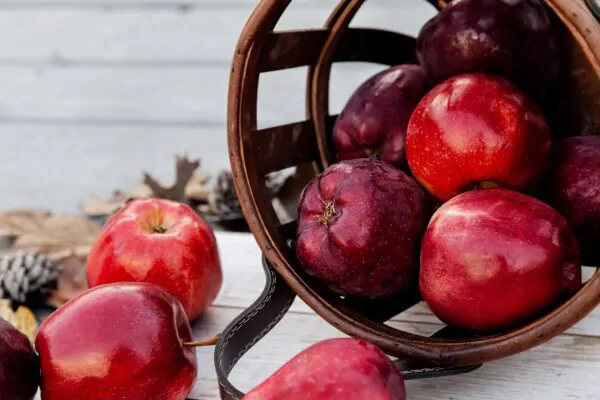 Malus domestica - Kashmir Apple - Image 5