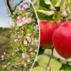 Malus domestica - Kashmir Apple - Image 6