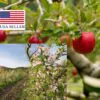 Malus domestica - Kashmir Apple - Image 7