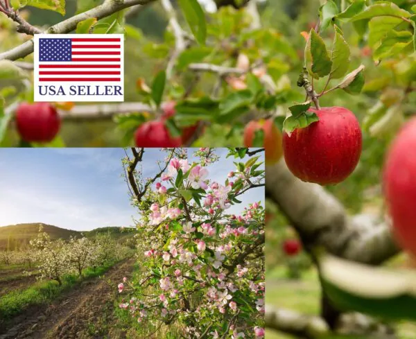 Malus domestica - Kashmir Apple - Image 7