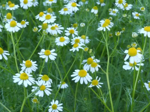 Matricaria recutita, German Chamomile, Bee Friendly - Image 2