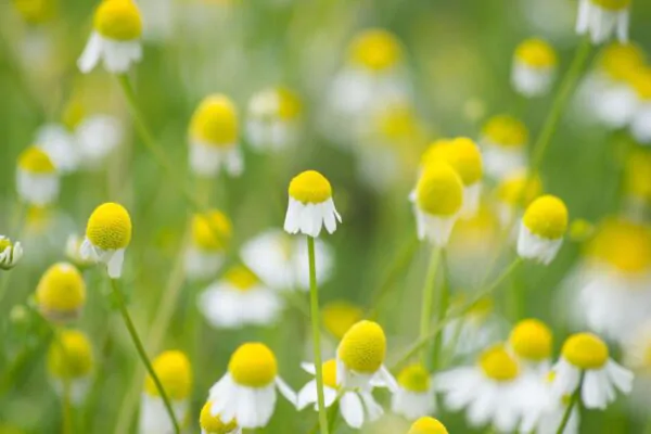 Matricaria recutita, German Chamomile, Bee Friendly - Image 3