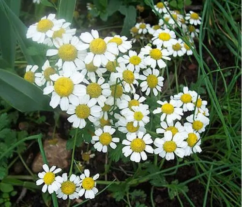 Matricaria recutita, German Chamomile, Bee Friendly - Image 5
