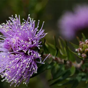 Melaleuca squamea - Swamp Honey